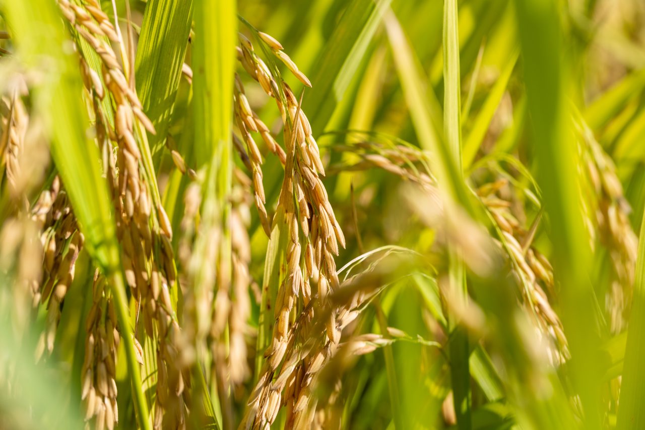 rice-close-up-in-autumn-2021-10-16-04-05-52-utc-1280x853.jpg