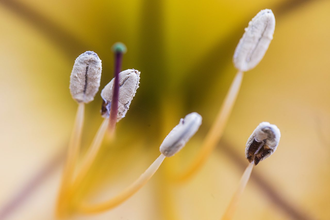closeup-pollen-on-a-flower-stamen-2022-06-14-02-05-15-utc-1280x853.jpg